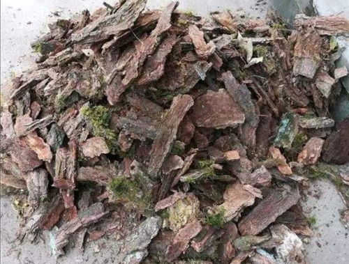 养兰花,用3种常见 植料 ,疏松透气 养分充足,兰株长得旺