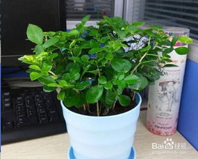 花换盆后如何缓苗