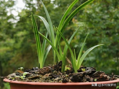 兰花最怕什么水 记住这6种水不要用,兰花浇水不会错