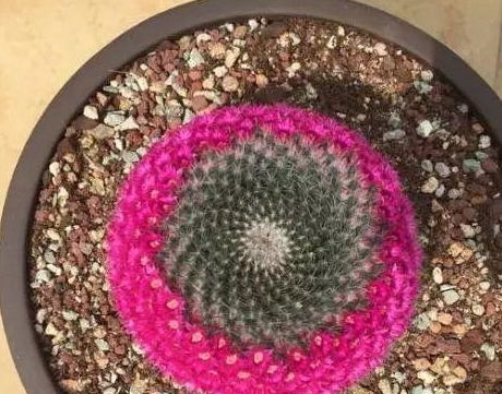 仙人球开花秘籍,适当懒一点,颜色艳丽个头比拳大