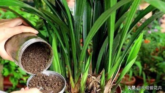 春季施肥别随便,教你学 3招 ,正确给植物施肥,根系壮 叶茂