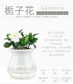花盆一浇水漏水怎么办