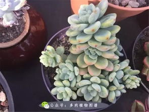 用最简单的泥炭加沙子养多肉,有人和我配土一样吗