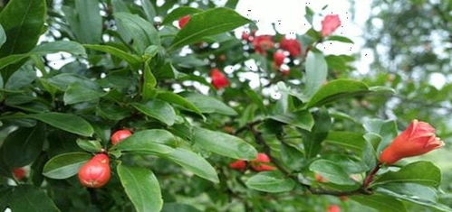 石榴种植,什么时候施肥适合 石榴树怎么追肥