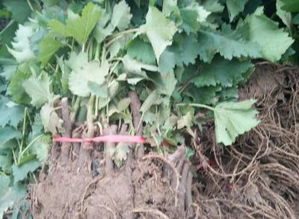 葡萄苗什么时候种植好 几年可以结果 种植方法是什么