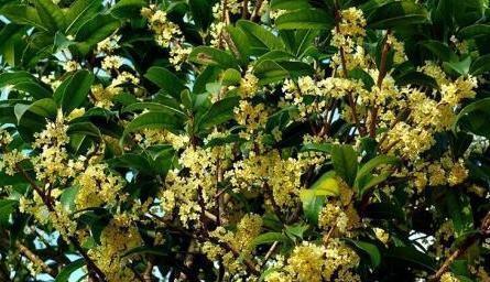 四季桂花能不能四季都开花,关键是看你怎么养护
