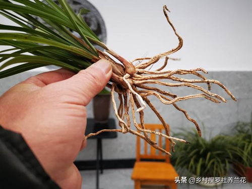 新栽的兰花什么时候浇水 当时就浇和隔几天再浇,其实都不完全对