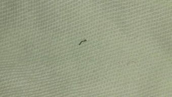 床上发现一只细小虫子,腹部和背部是白色,两侧是绿色,请问这是什么虫子呢