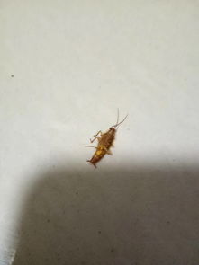 这是什么虫,一般都藏在哪里 怎么生的 如何消灭