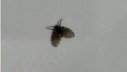 窍门 屋里这种小飞虫,比蚊子还讨厌,教你简单三步,几分钟就能消灭光
