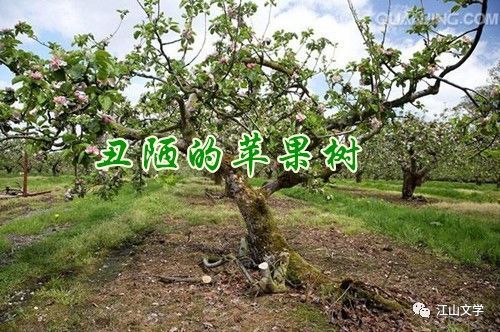 江山散文 丑陋的苹果树