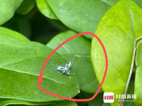 白色小飞虫现身成都 专家 这是一种典型的害虫
