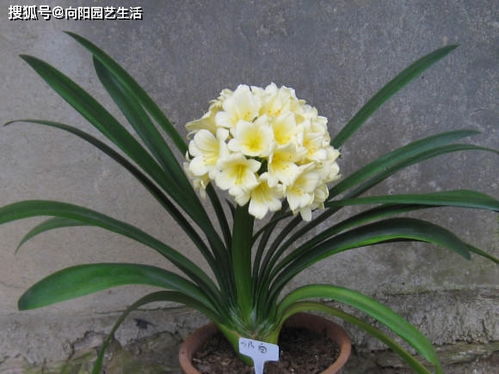 养君子兰,什么样的植料最好 应该怎么搭配 分享几个技巧