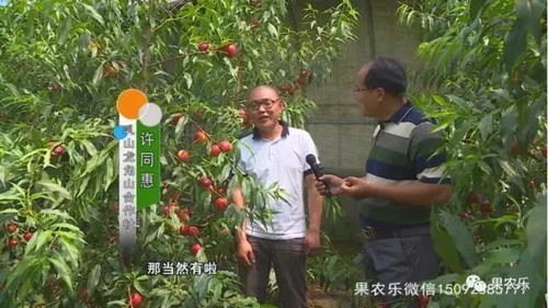 1年生桃树的主干形的整形修剪 桃树修剪注意事项