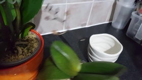 陶粒作植料种植兰花的几个方法分享,看看哪一个适合你