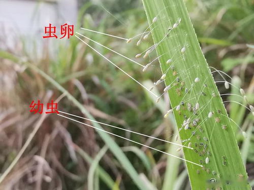 兰花介壳虫怎么处理 兰友 密集恐怖症的不敢看