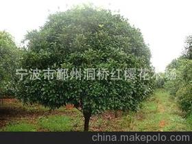 桂花树的盆景图片大全价格 桂花树的盆景图片大全批发 桂花树的盆景图片大全厂家