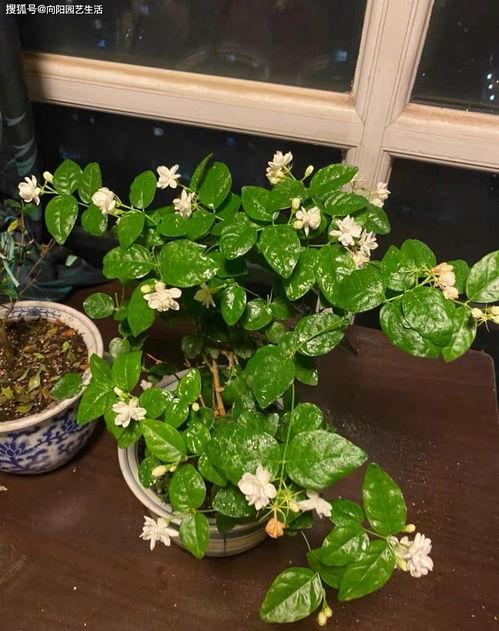 花多多肥料,应该怎么用 针对植物的类型使用,多肉就不要用了