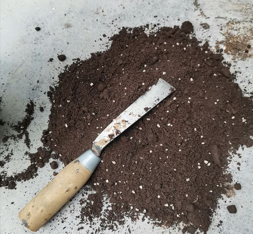 花盆里容易招小虫子,用2种简单的方法,对土壤进行消毒