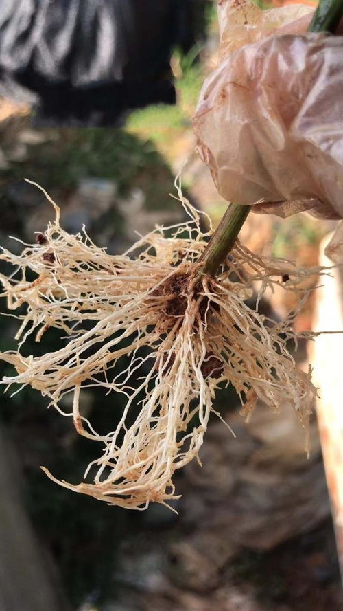 栽种花草时,先用生根粉还是先用多菌灵 搞清原理,谁先谁后不难