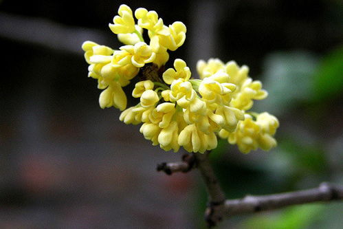 桂花树如何栽种养护
