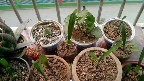 花盆里撒点这个,再也不板结,盆土肥沃养啥活啥 