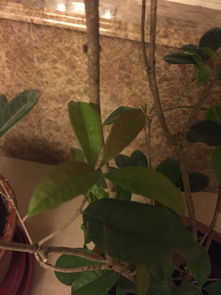 请高手指点,我的桂花是刚买回来一个月,不知道这是怎么了,我是新手请多多指教,而且我的桂花为什么不开