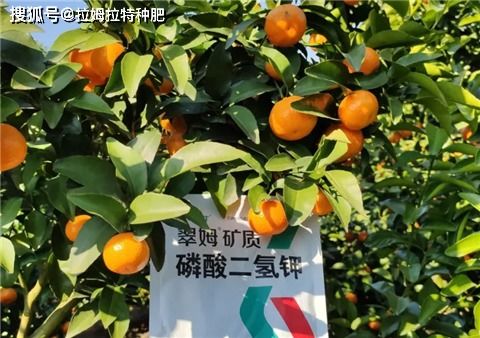 磷酸二氢钾的真假辨别