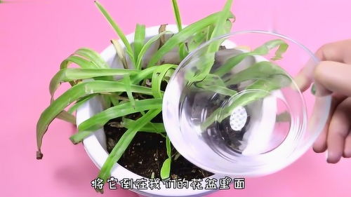 盆栽土板结不透气咋办 别担心只需倒一碗它,让土壤超松软