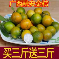 脆皮金桔