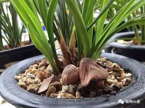 种养兰花,兰盆生长蘑菇,到底好不好