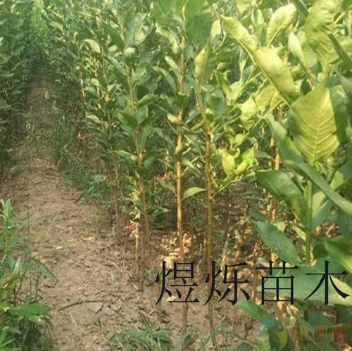 丽水李子树多少钱一棵,李子树苗批发价 煜烁苗木