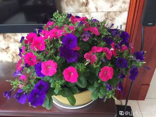 5种花的配土方法,上盆就活,养花再也不烂根