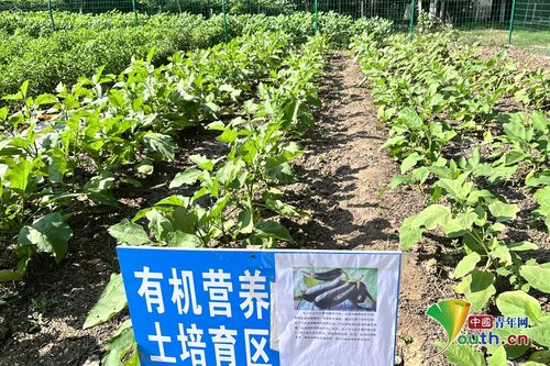 开封市郭佛村将 垃圾 制成 肥料 带动村容大变样