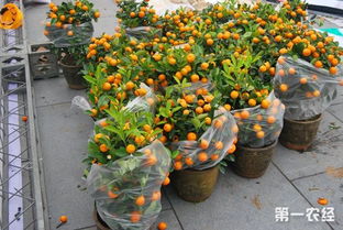 金桔怎么盆栽 金桔这样养果实多到摘不完