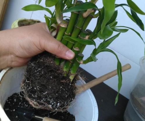 家庭盆栽植物,哪些情况需要换盆土,该怎么操作