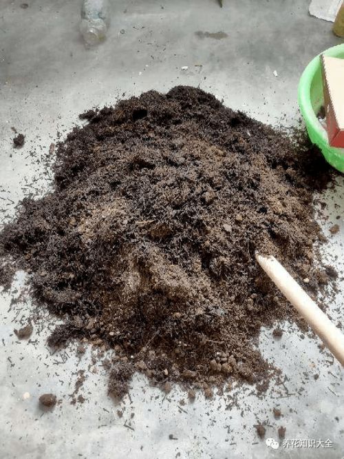 外面挖的土养花,总是把花养死,主要是3点没注意