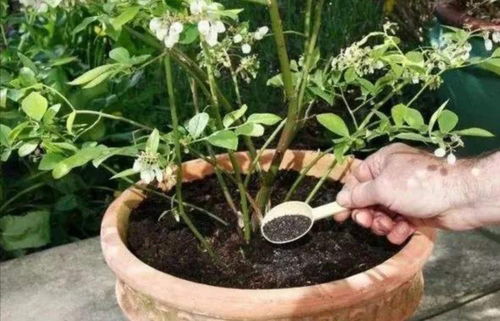 草木灰拌土可以种花吗、草木灰用量多了会烧根