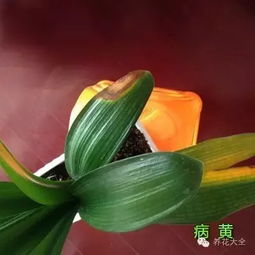 发财树吊兰冬天老发黄,快看图诊疗,对症下药