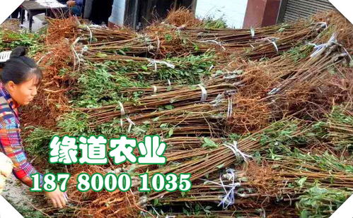 【重庆李子苗价格,那里有李子树苗,重庆李子果树苗批发基地】- 黄页88网