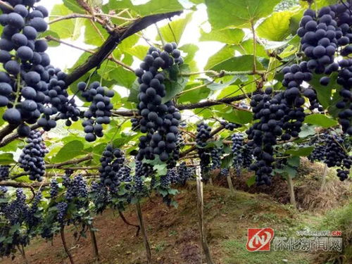 高山葡萄的种植方法和技术-高山葡萄的缺点是什