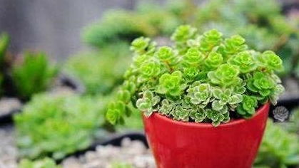 天热花草要烂根 5种 花宝 齐上阵,花土中用点,植物蹭蹭长