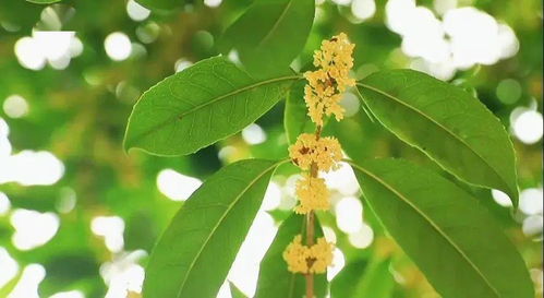 早安重庆 秋季特供 桂花味的重庆上线
