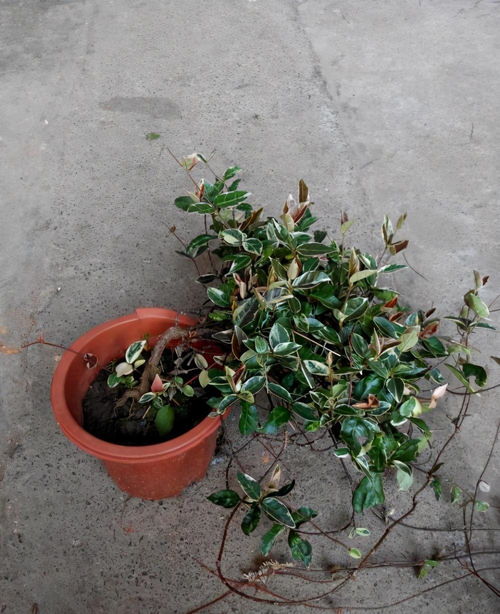 秋天给植物换盆要注意,有些品种换土后容易枯萎