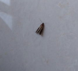 请问这是什么虫子,是面虫子吗