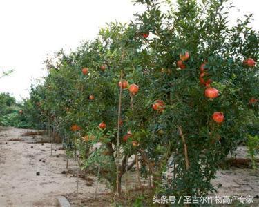石榴树种植如何提高坐果率