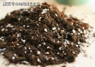 养多肉的3要素, 光照 有多重要 从根本了解,不怕养不好