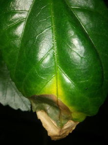 木菊花喜欢什么肥_木菊花喜欢什么肥料和水