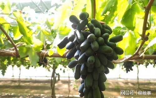 阳台选了 它 ,比花还漂亮,不怕寒不怕晒,还可以吃,一举多得