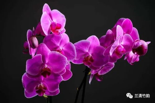 兰花怎么养 刚移栽的兰花怎么浇水,当天不浇等第二天浇足浇透